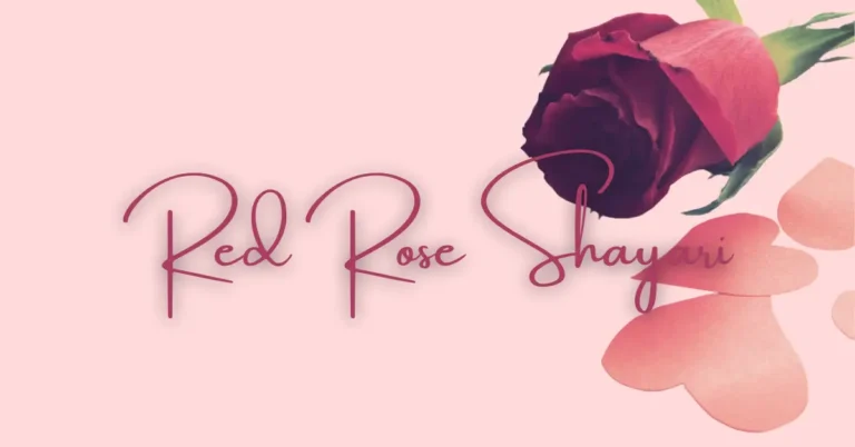 red rose shayari in hindi